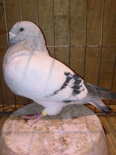 IMG_20151121_080019 - Porumbei standard 2015