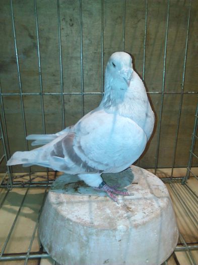 IMG_20151121_080250 - Porumbei standard 2015