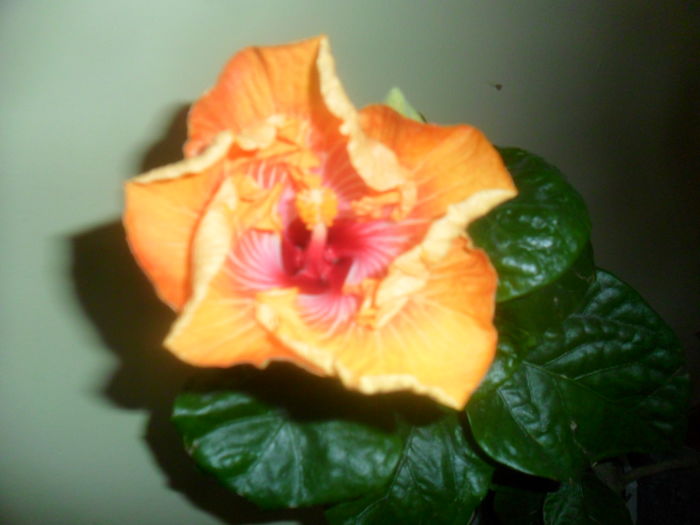 susan schueter - hibiscusi 2015 -8