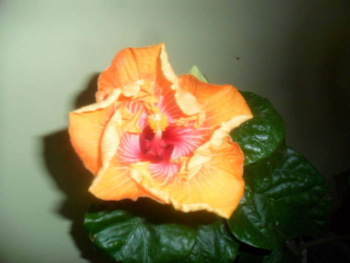floare de iarna - hibiscusi 2015 -8