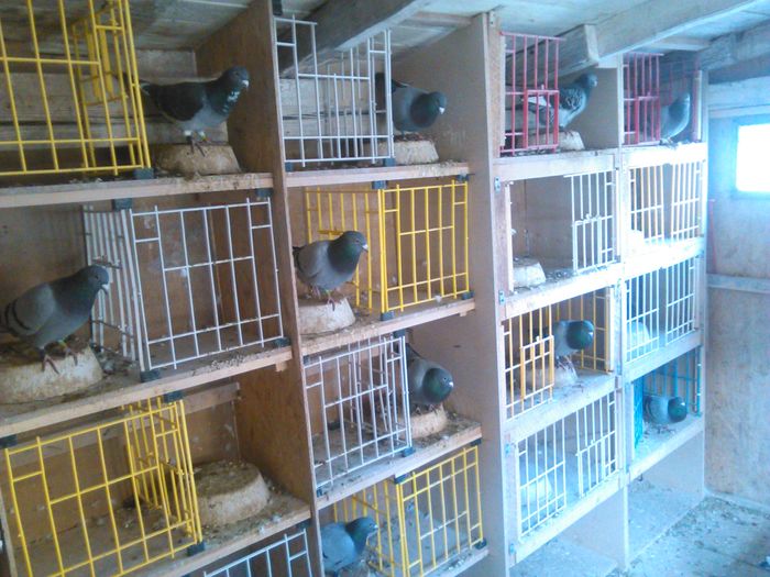 IMG_20151122_035105 - Porumbei standard 2015