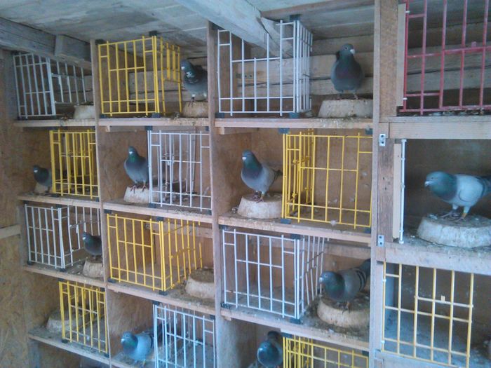 IMG_20151122_035115 - Porumbei standard 2015