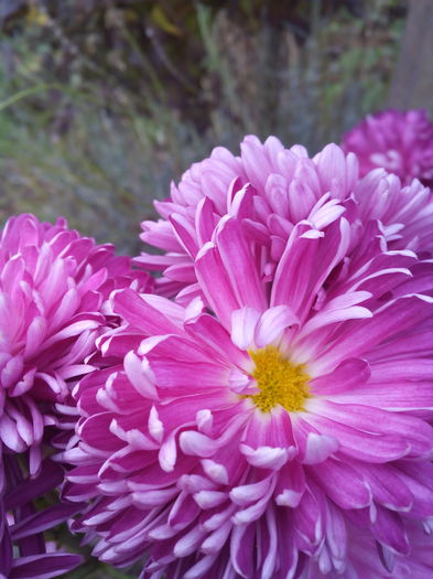 IMG_20151121_080644 - Crizantemele mele 2015 octombrie