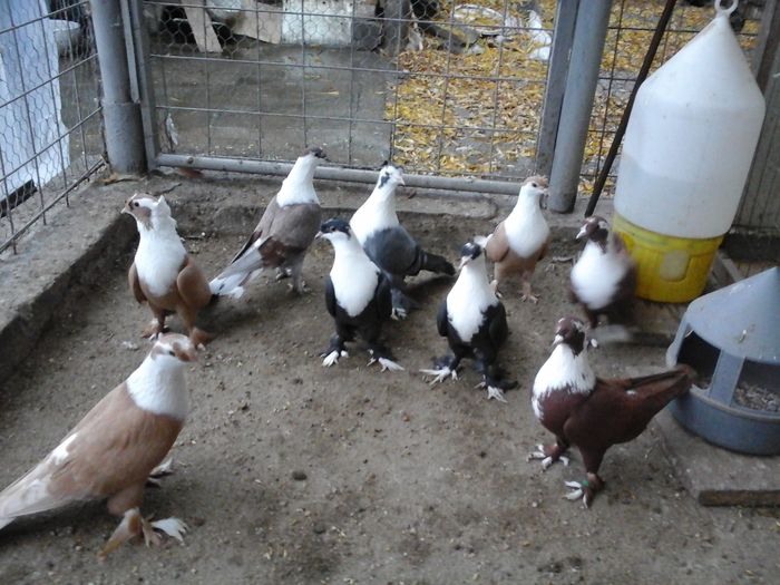 20151122_160638 - SHIRAZI IRANIENI