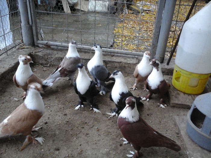 20151122_160643 - SHIRAZI IRANIENI