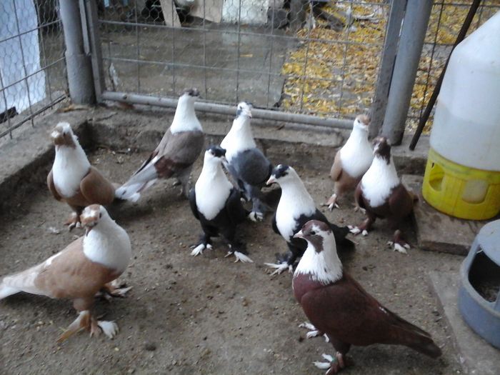 20151122_160646 - SHIRAZI IRANIENI