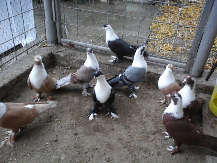 20151122_160701 - SHIRAZI IRANIENI