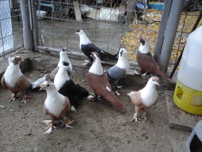 20151122_160713 - SHIRAZI IRANIENI