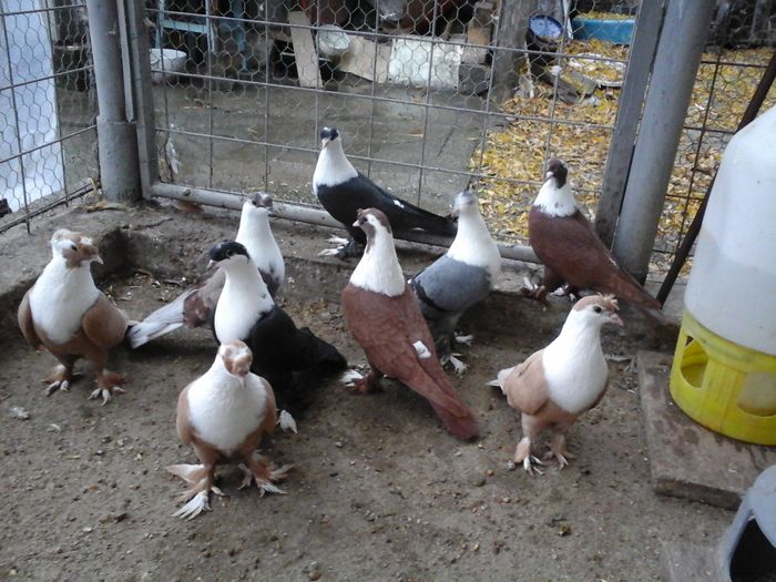 20151122_160716 - SHIRAZI IRANIENI