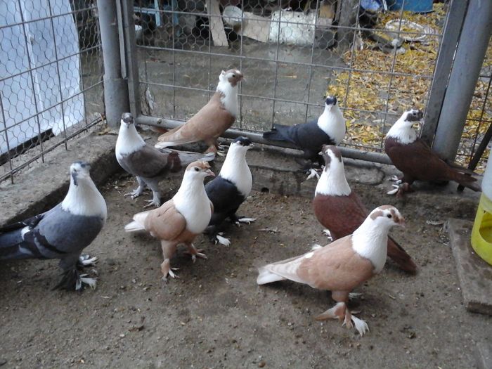 20151122_160746 - SHIRAZI IRANIENI