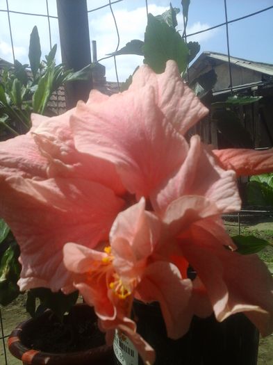 20150705_115409 - hibiscus