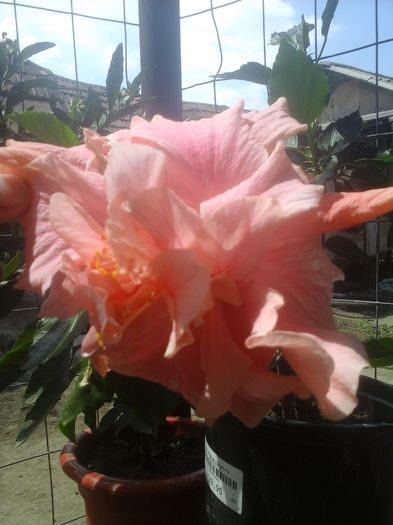 20150705_115416 - hibiscus