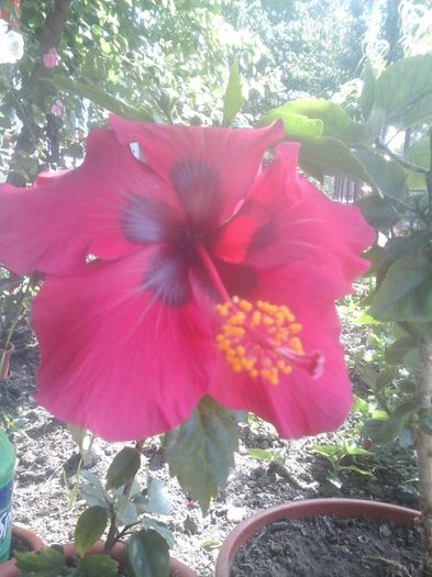 20150525_104731 - hibiscus
