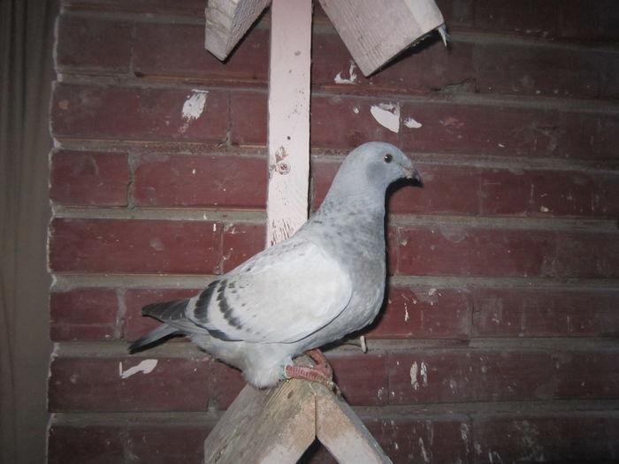 FICA C-CLASS SI COBRA