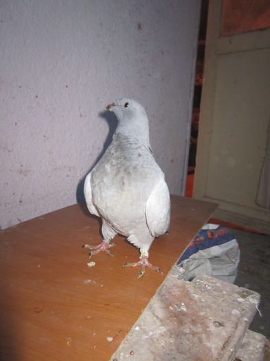 POZITIE - SELECT CLUB