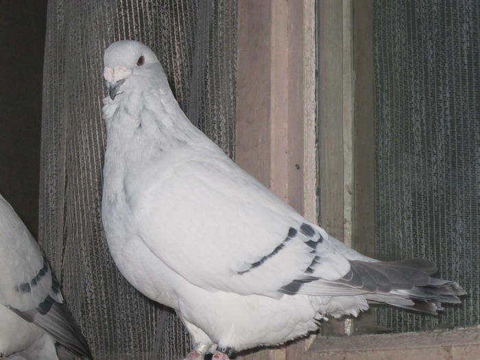 F 2010 - SELECT CLUB