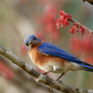 64825_0247427d98c3a40e63b13f9e07ea774d_mdsq - BIRDS