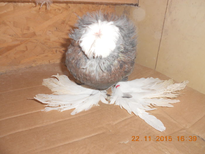 DSCN3988 - Tobosari de Buhara