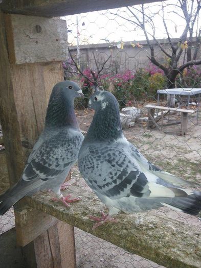 tineret  2015