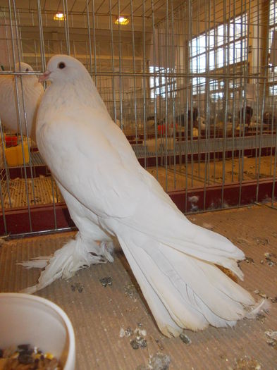 DSCN0152 - Expo Kallosemjen 2015