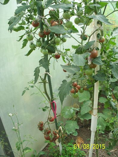 CHOCOLATE CHERRY PS (15)