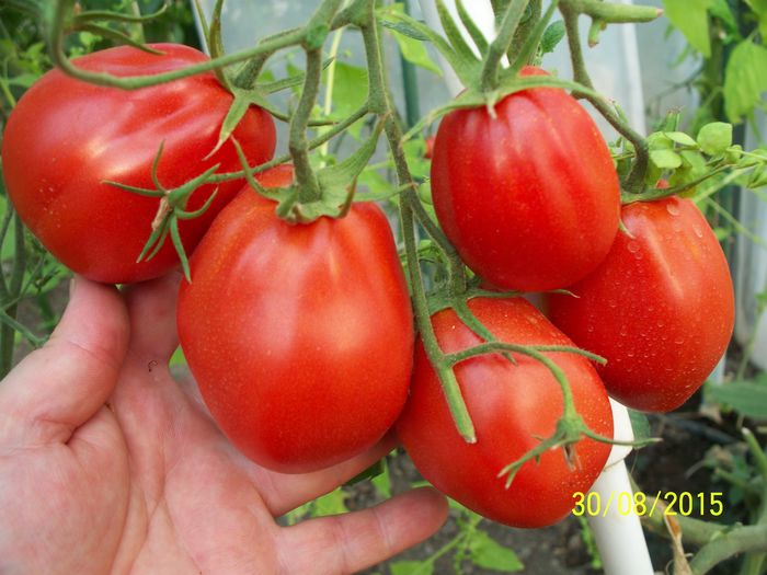 ALBENGA-PEARSON (3) - ALBENGA PEARSON 1