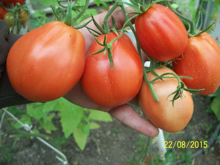 ALBENGA-PEARSON - ALBENGA PEARSON 1