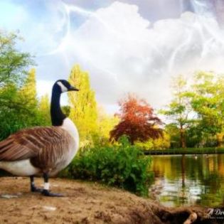 65214_427f3209701f3d314c357cd802dd65de_mdsq - BIRDS