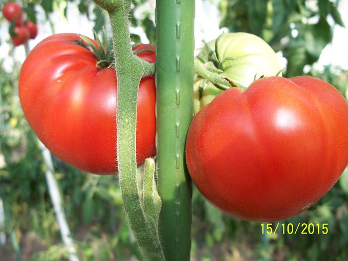 BEEFSTEAK la 15 oct.2015 (2)