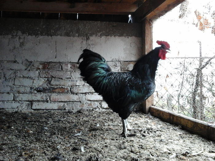 20151122_121226 - Australorp