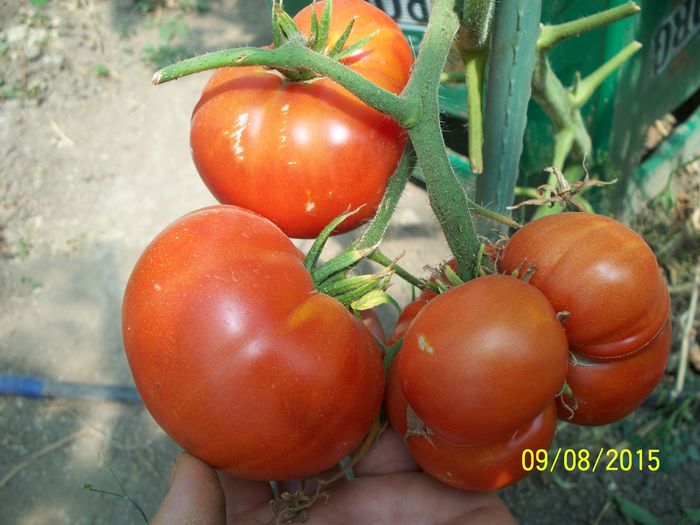 BRANDYWINE RED PARK SEEDS (1)