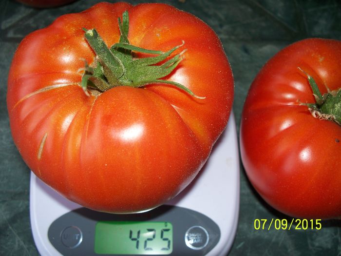 BRANDYWINE RED PARK SEEDS (13) - BRANDYWINE RED 2015