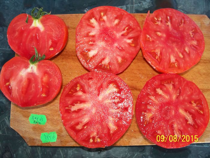 BRANDYWINE RED VS (6)