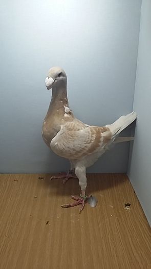 F 980 - Voiajori Germani Poze