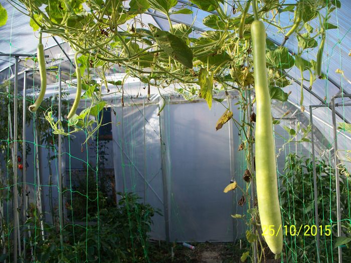 DOVLECEL 1 M. SNAKE GOURD - DOVLECEL SNAKE GOURD 2015