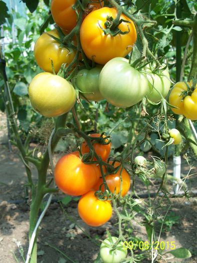 KELLOGGS BREAKFAST (9)