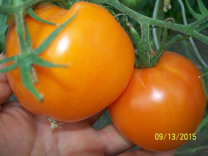 KELLOGGS BREAKFAST (16)