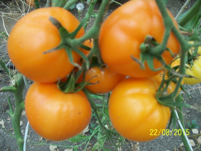 KELLOGGS BREAKFAST (17)