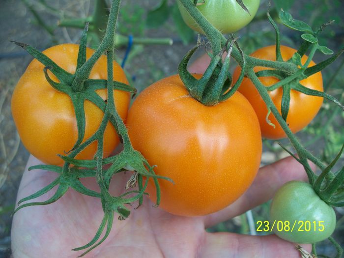 KELLOGGS BREAKFAST (18)