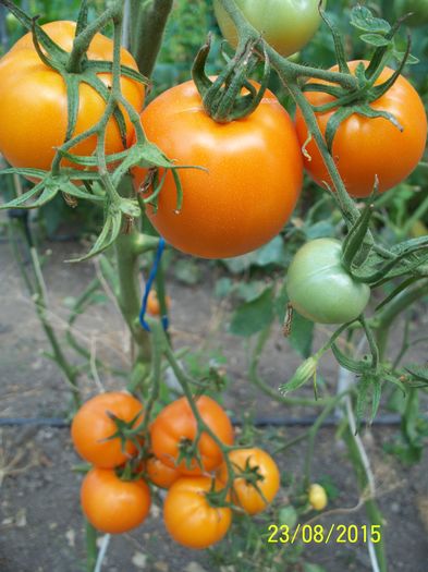 KELLOGGS BREAKFAST (19)