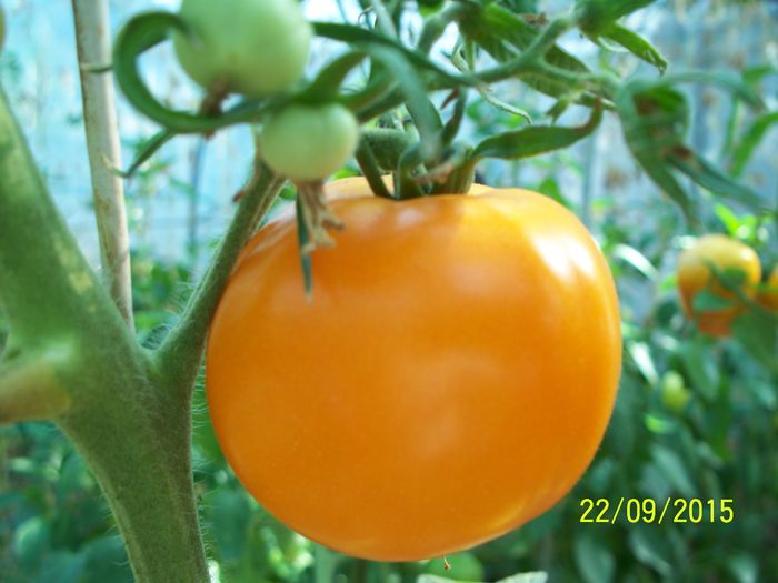 KELLOGGS BREAKFAST (20)