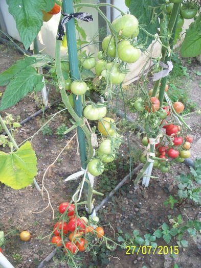 MĂRUNTE DE BUZAU (1)