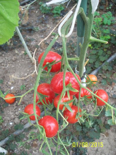 MĂRUNTE DE BUZAU (15)