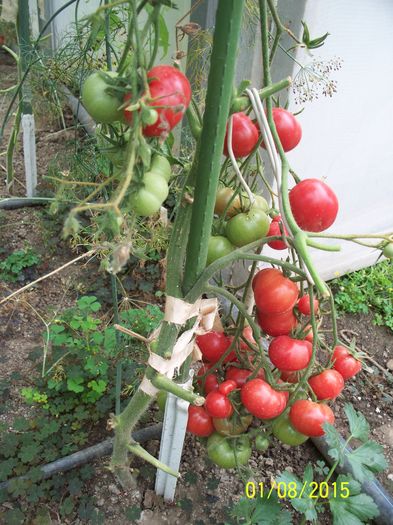 MĂRUNTE DE BUZAU (17)