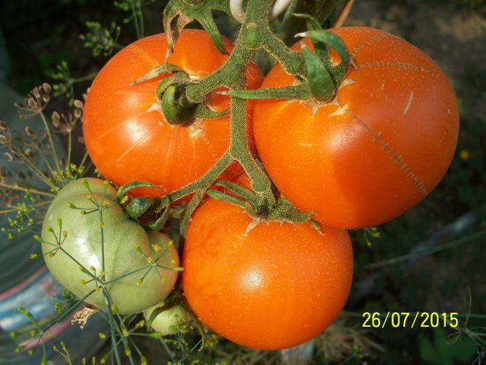 ORANGE -MANDARIN (2)