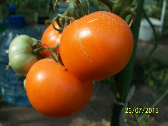 ORANGE -MANDARIN (3)