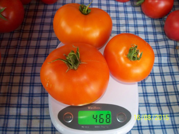 ORANGE -MANDARIN (5)