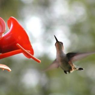 65369_65b9c2671ac8e28335715330d2ff4731_mdsq - BIRDS