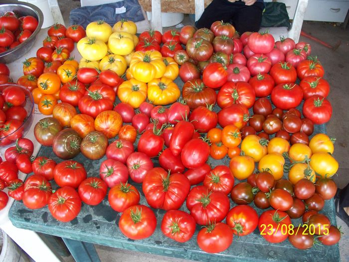 CEVA ROȘII 2015 (9)