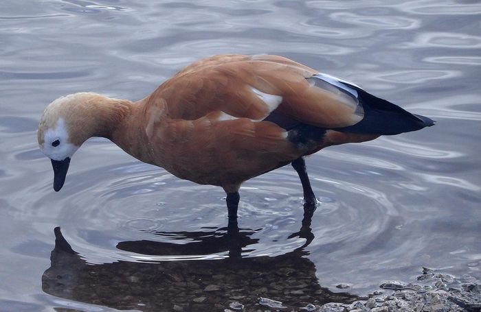 Ruddy Shelduck 3 - Pasari in lume